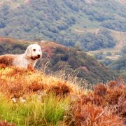 Hund und Herrlich_Rundwanderung durch den Snowdonia Nationalpark ab Beddgelert