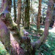 Hund und Herrlich_Grossbritannien_England_Lake District_Whinlatter Forest Park