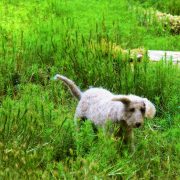 Hund und Herrlich_Grossbritannien_England_Lake District_Whinlatter Forest Park